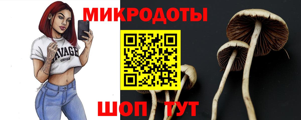 Галлюциногенные грибы Psilocybe Похвистнево